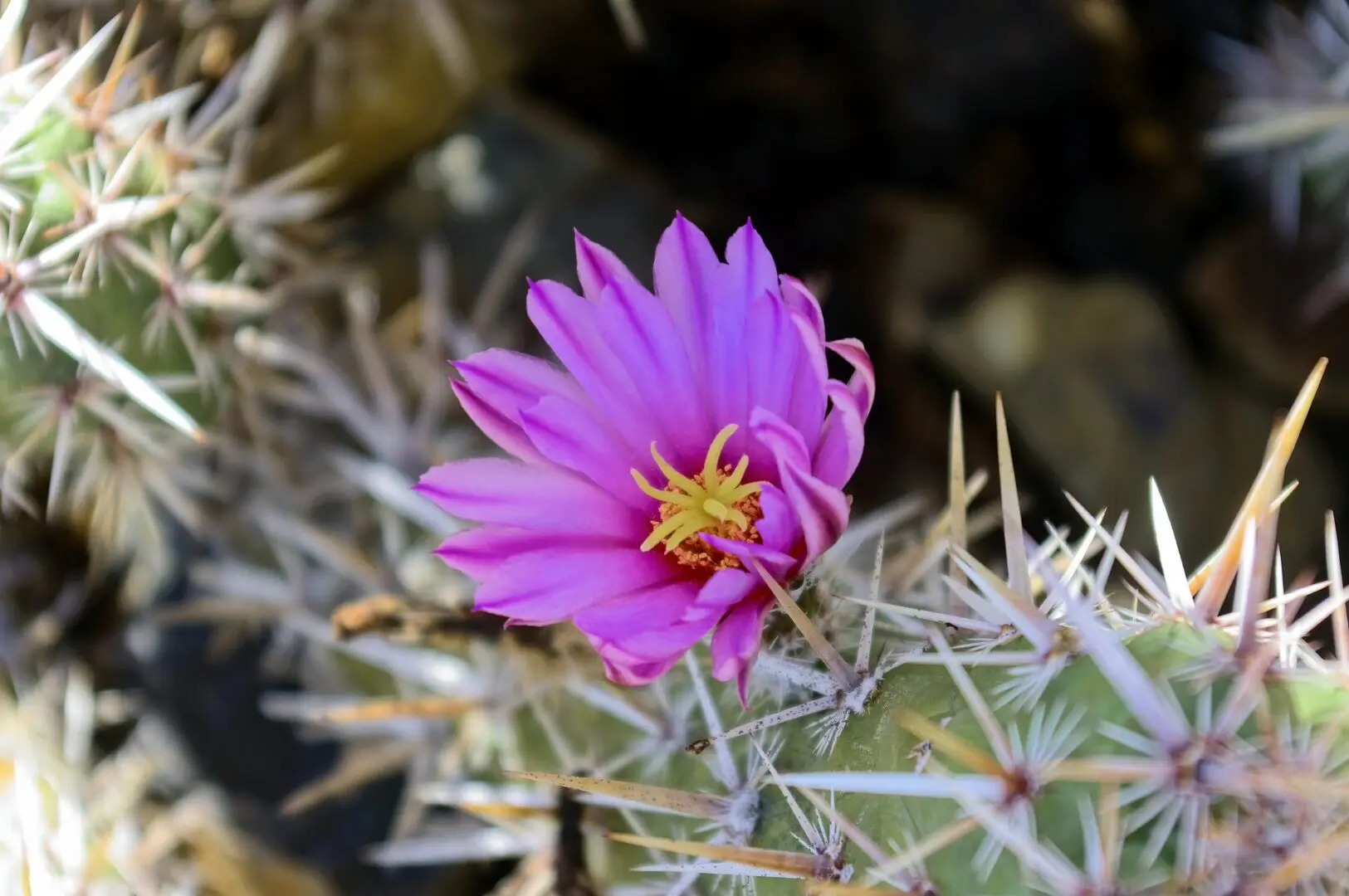 cholla-cactus-flower-4026900_1920